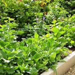 potager-laitues-ensoleillees