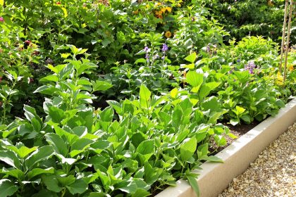 potager-laitues-ensoleillees