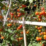 Potager_organisation_tomates
