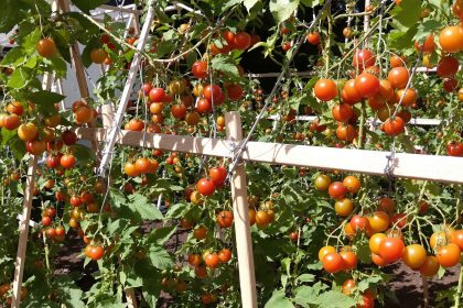 Potager_organisation_tomates