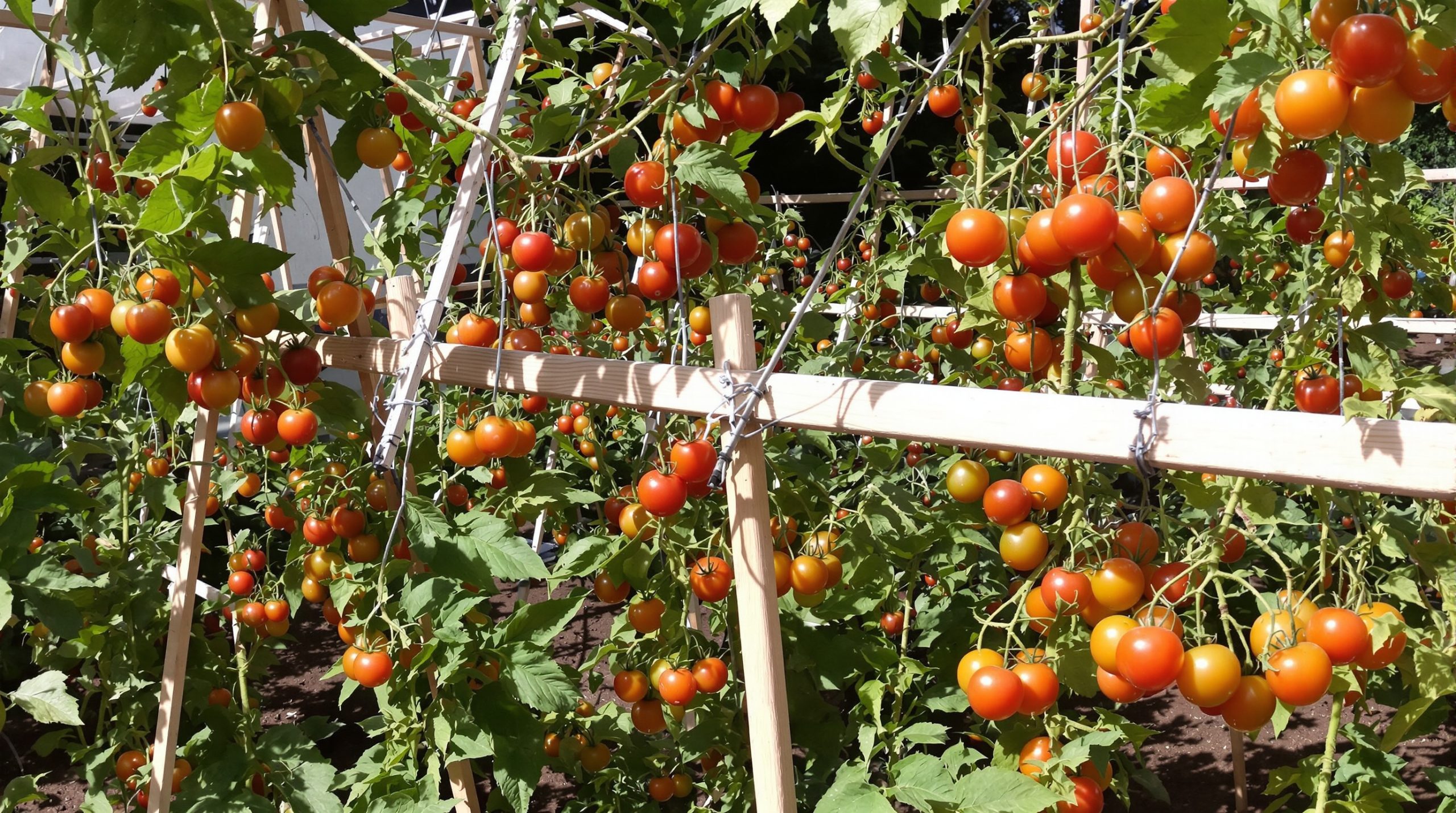 Potager_organisation_tomates