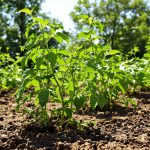 Potager_protégé_du_mildiou