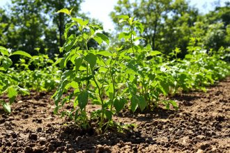 Potager_protégé_du_mildiou