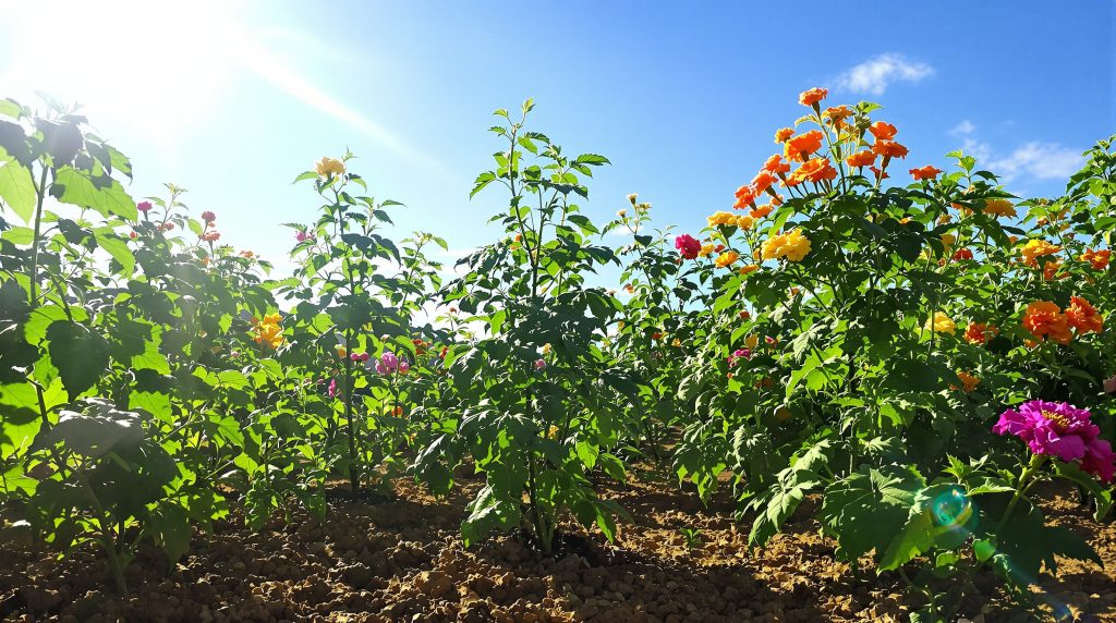 potager_tomates_basilic