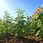 potager_tomates_basilic