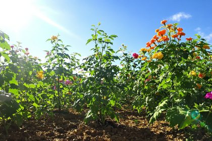 potager_tomates_basilic