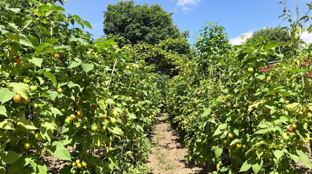 potager_tomates_sous_soleil