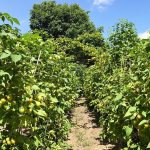 potager_tomates_sous_soleil