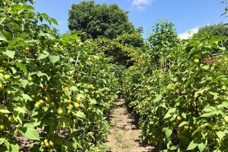 potager_tomates_sous_soleil