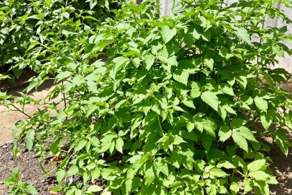 potager_vegetation_dense