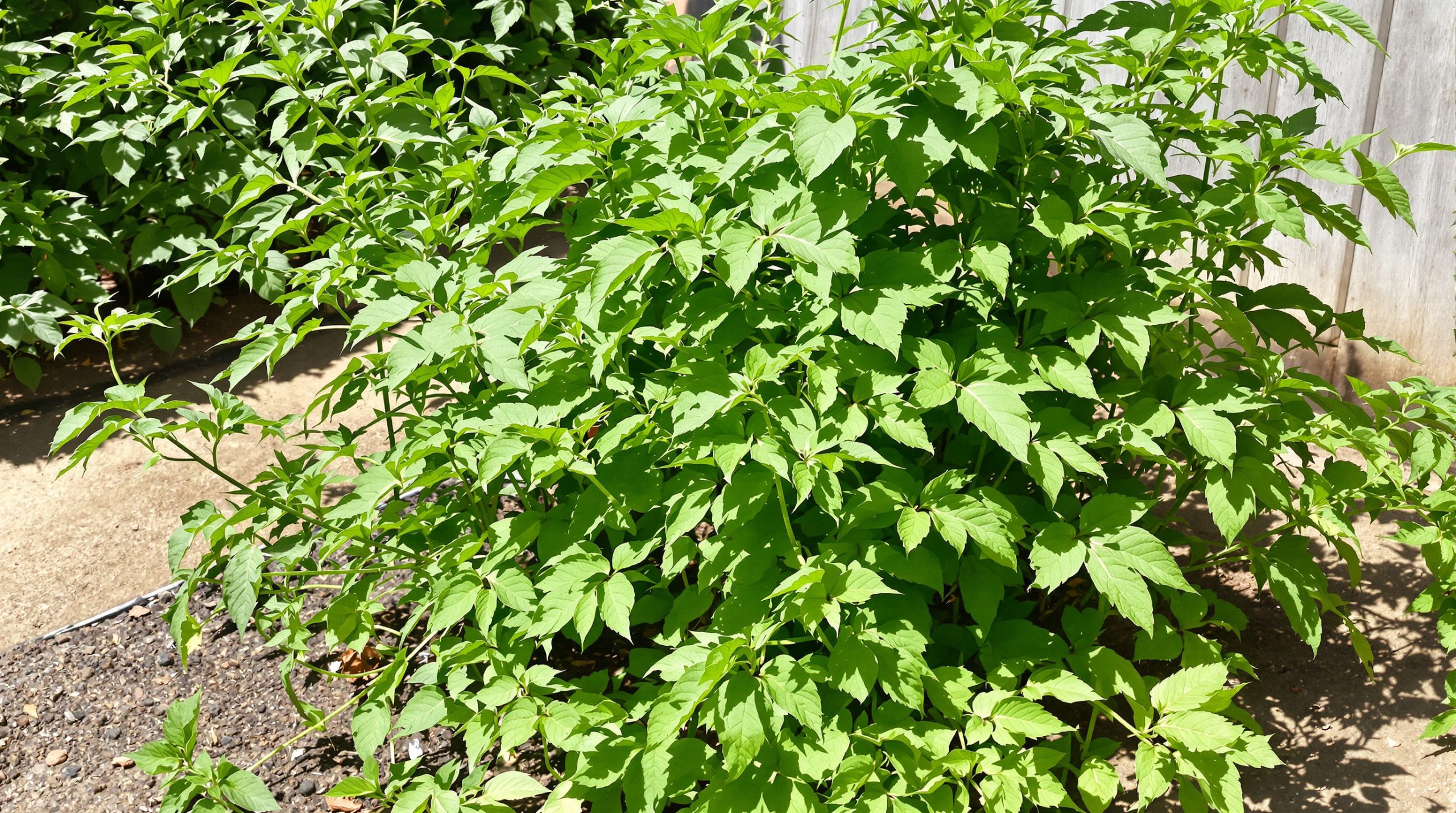 potager_vegetation_dense