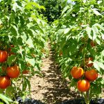 PotagerTomateLuxuriance