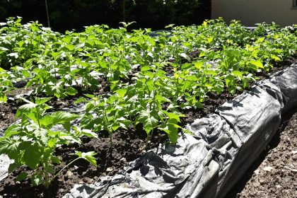 PotagerTomatesEnsoleillé