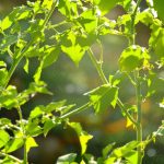 soin_naturel_tomates