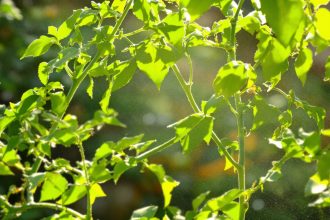 soin_naturel_tomates