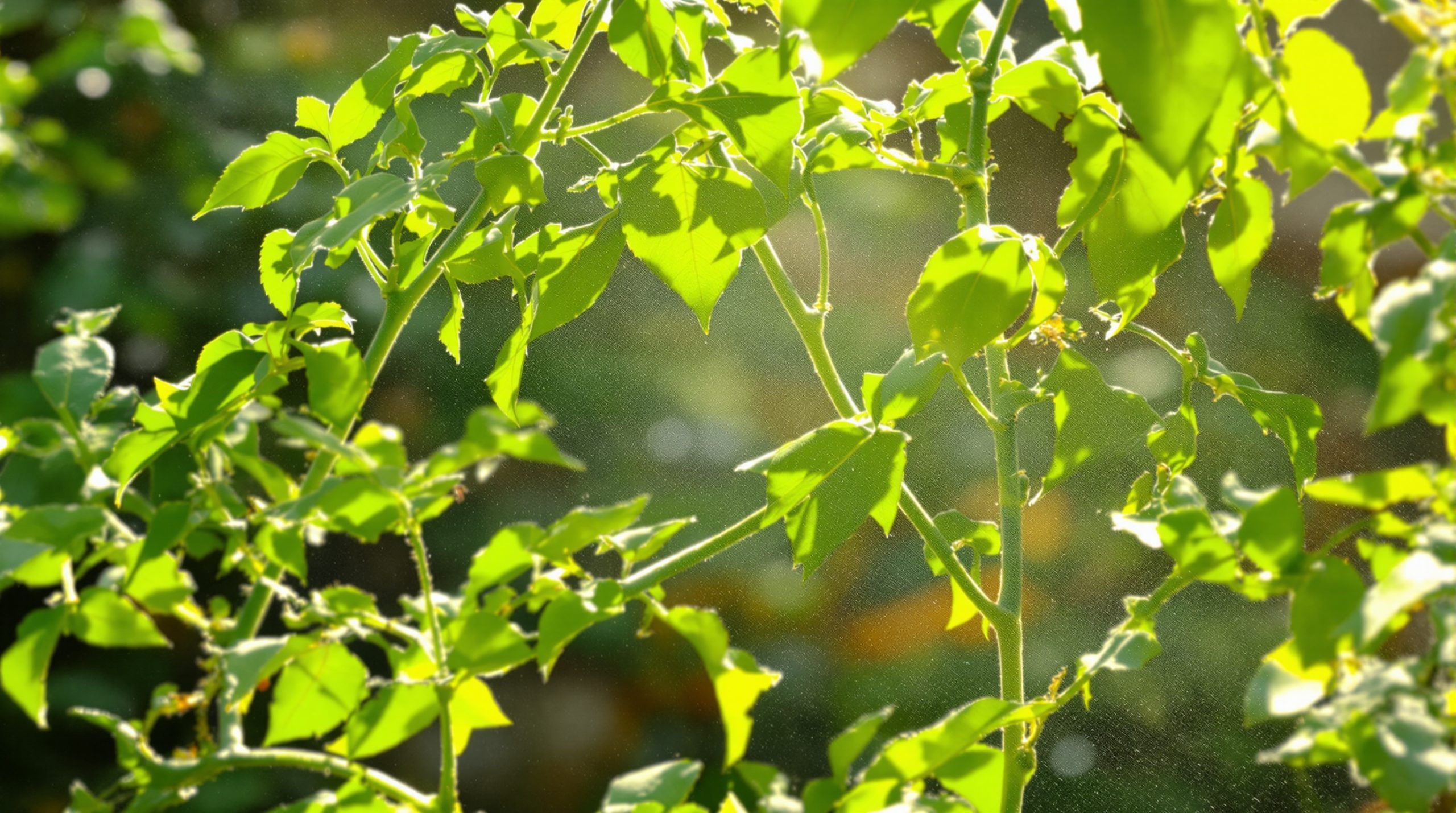 soin_naturel_tomates