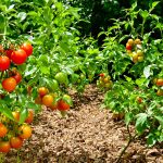 tomates_anciennes_jardin