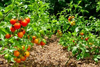 tomates_anciennes_jardin