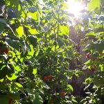 tomates_jardin_supports