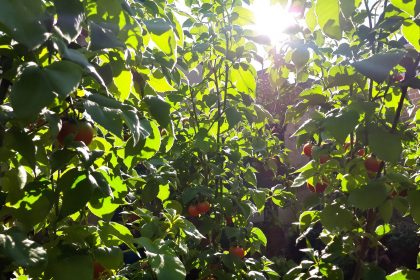 tomates_jardin_supports