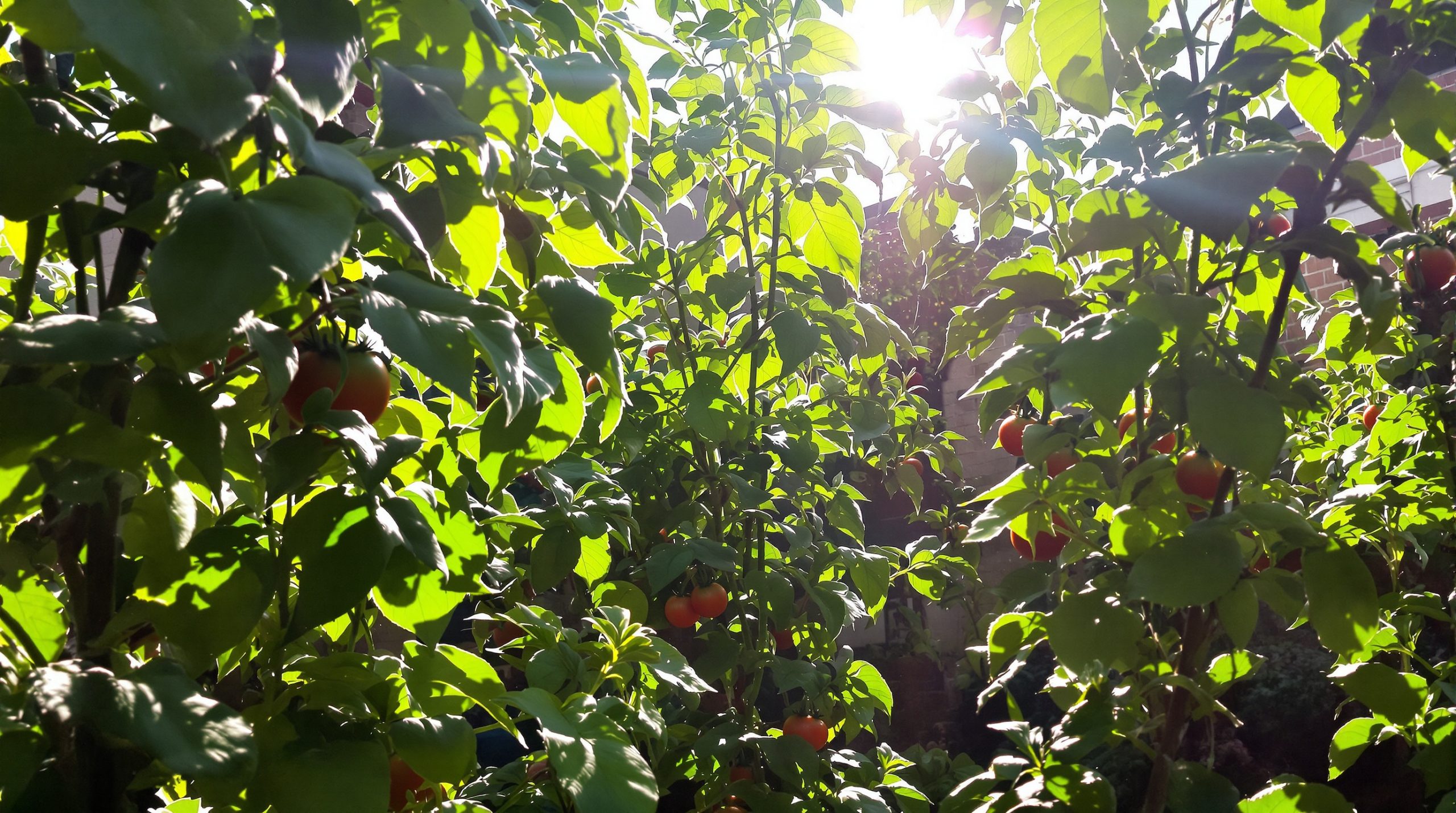 tomates_jardin_supports