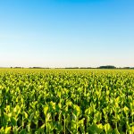 Champs_d'asperges_printaniers