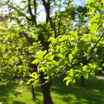 croissance_pechers_jardin