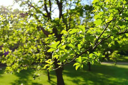 croissance_pechers_jardin