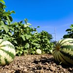 cucamelons_jardin