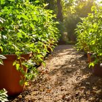 Fertilisation_Tomates_Naturelle