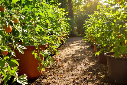 Fertilisation_Tomates_Naturelle