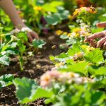 jardin_courgettes_ete