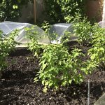 Plantation_Tomates_Jardin