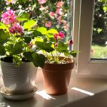 Plante_géranium_fenêtre
