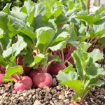 Potager optimisé