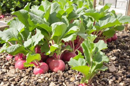 Potager optimisé