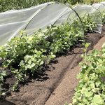 potager_protégé_intempéries
