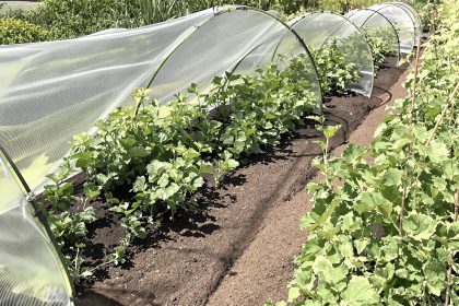 potager_protégé_intempéries