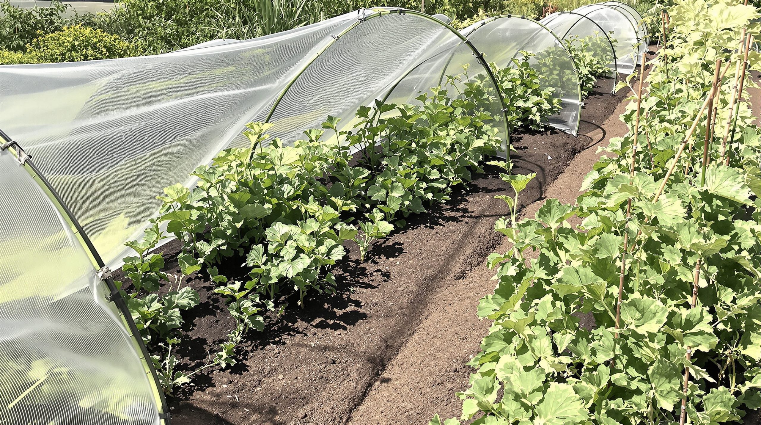 potager_protégé_intempéries