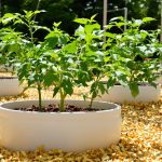 potager_sous_soleil