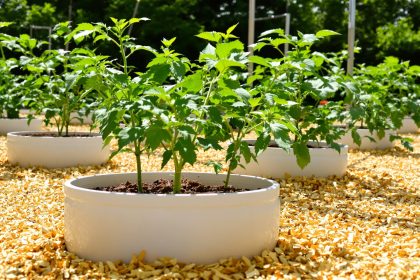 potager_sous_soleil