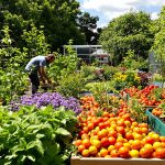 potager-varie-jardinier