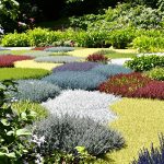 pourpier_jardin_potager_ensoleille