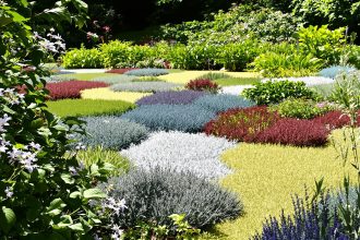 pourpier_jardin_potager_ensoleille