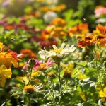 souci_potager_benefique