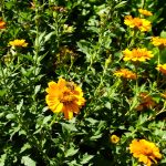 souci_potager_ensoleille