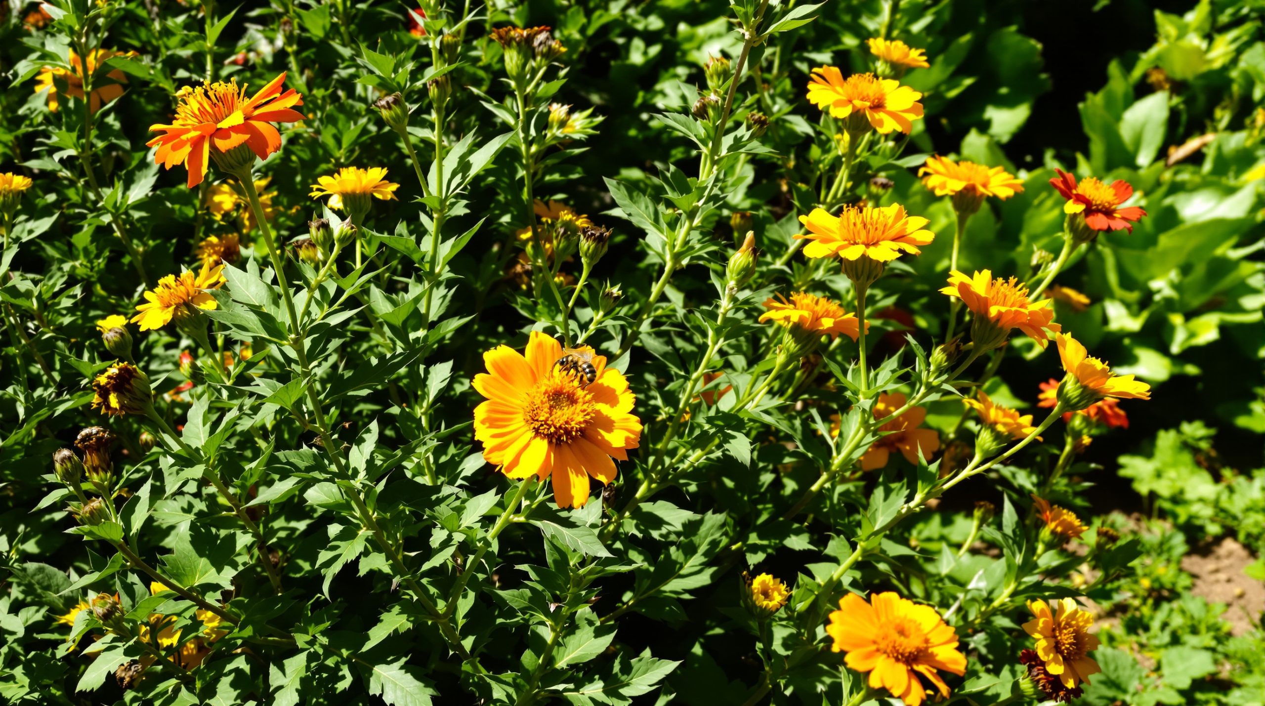 souci_potager_ensoleille