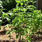 terre-enrichie-plants-de-tomates