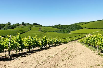 vignobles_bourguignon_coteaux_ensoleilles