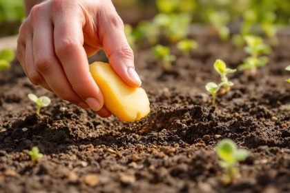 detection_vers_fil_de_fer_potager